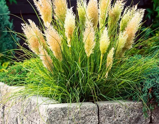 CORTADERIA selloana 'Tiny Pampas' - Herbe de la pampa naine