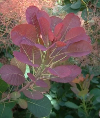 COTINUS coggygria 'Red Spirit' - Arbre à perruques