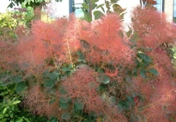 COTINUS coggygria 'Red Spirit' - Arbre à perruques