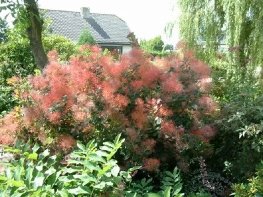 COTINUS coggygria 'Red Spirit' - Arbre à perruques