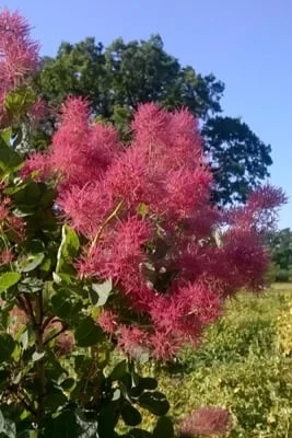 COTINUS coggygria 'Smokey Joe' - Arbre à perruques nain