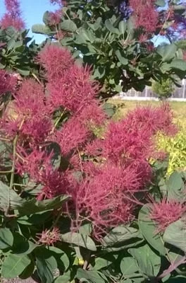 COTINUS coggygria 'Smokey Joe' - Arbre à perruques nain