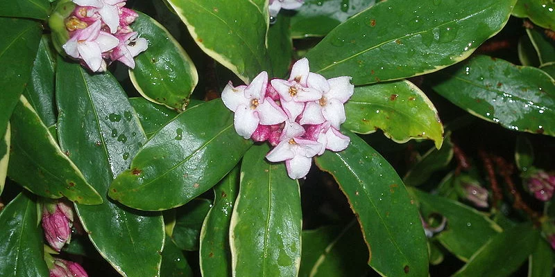 DAPHNE odora - Daphnée parfumée / Bois joli