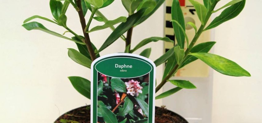 DAPHNE odora - Daphnée parfumée / Bois joli