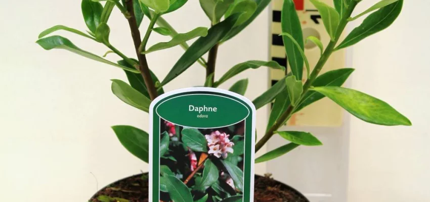 DAPHNE odora - Daphnée parfumée, Bois joli