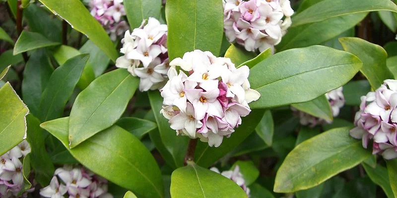 DAPHNE odora - Daphnée parfumée, Bois joli