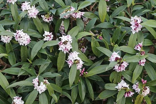 DAPHNE odora 'Perfume Princess'® - Daphnée parfumée