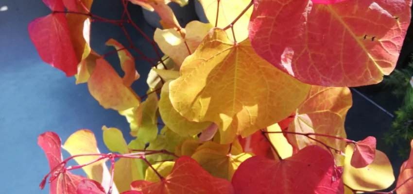 CERCIS canadensis 'Eternal Flame'