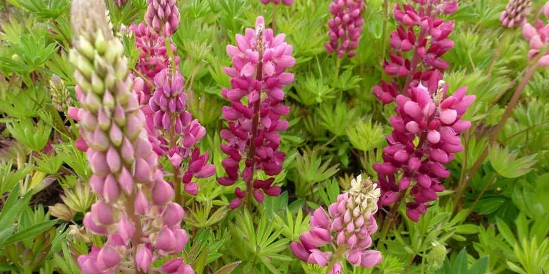 LUPINUS 'Gallery Red' - Lupin