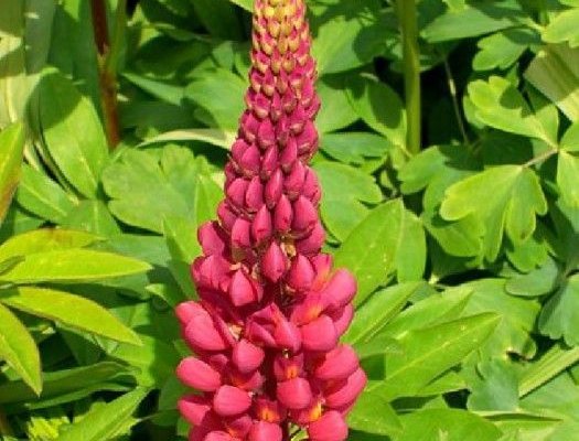 LUPINUS 'Gallery Red' - Lupin