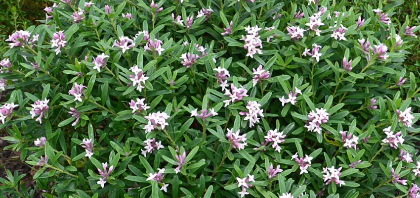 DAPHNE transatlantica 'Pink Fragrance'® - Daphnée parfumée