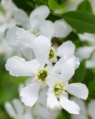 EXOCHORDA racemosa 'Blushing Pearl' ('Huibl')® - Buisson de Perles