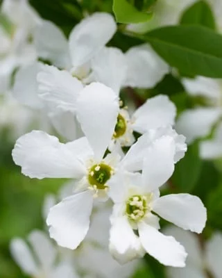 EXOCHORDA racemosa 'Blushing Pearl'® - Buisson de Perles