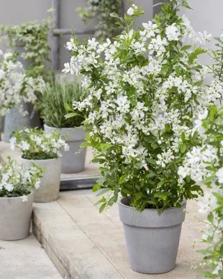 EXOCHORDA racemosa 'Blushing Pearl'® - Buisson de Perles