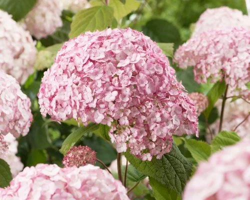 HYDRANGEA arborescens 'Candybelle'® - Hortensia rose