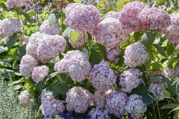 HYDRANGEA arborescens 'Candybelle'® - Hortensia rose