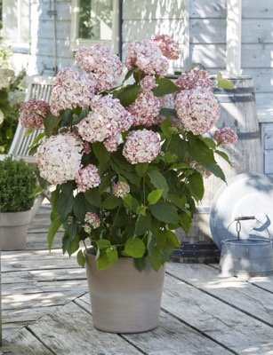 HYDRANGEA arborescens 'Candybelle'® - Hortensia arborescens rose
