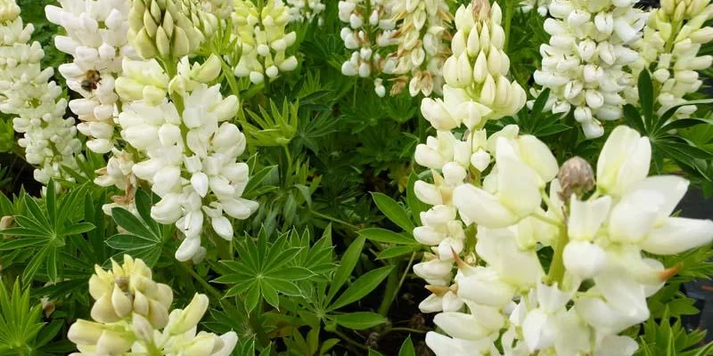 LUPINUS 'Gallery White' - Lupin