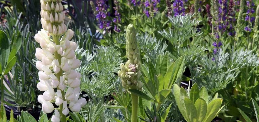 LUPINUS 'Gallery White' - Lupin