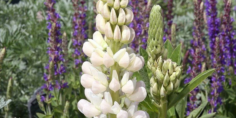 LUPINUS 'Gallery White' - Lupin