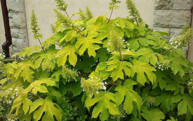 HYDRANGEA quercifolia 'Little Honey' - Hortensia à feuilles de chêne