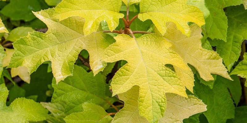 HYDRANGEA quercifolia 'Little Honey' - Hortensia à feuilles de chêne