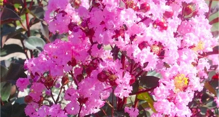 LAGERSTROEMIA indica Black Diamond 'Rhapsody in Pink' ® - Lilas des Indes