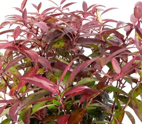 LEUCOTHOE walteri 'Royal Ruby' - Arbuste nain au feuillage persistant