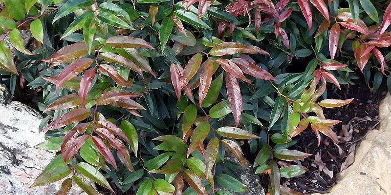 LEUCOTHOE walteri 'Royal Ruby' - Arbuste nain au feuillage persistant