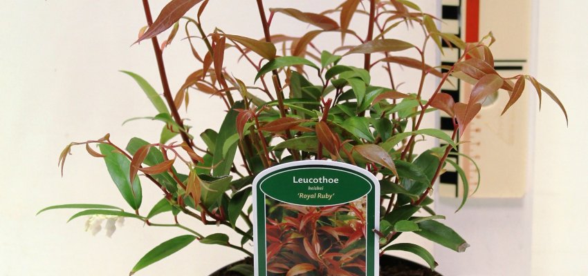 LEUCOTHOE walteri 'Royal Ruby' - Arbuste nain au feuillage persistant