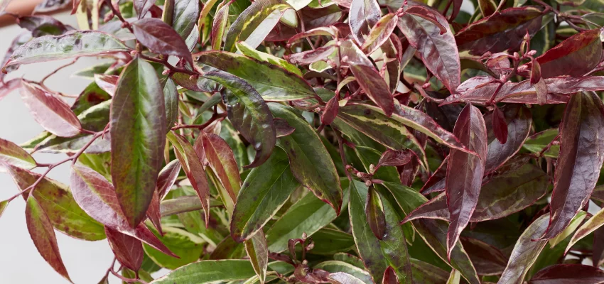 LEUCOTHOE walteri 'Whitewater'® - Arbuste nain au feuillage persistant