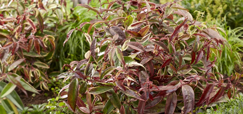 LEUCOTHOE walteri 'Whitewater'® - Arbuste nain au feuillage persistant