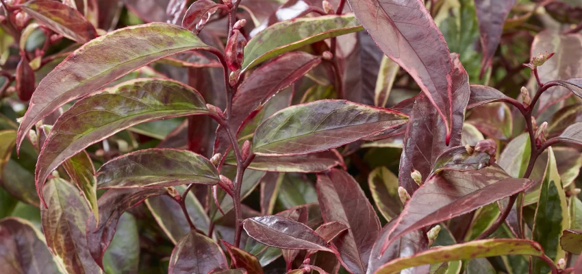 LEUCOTHOE walteri 'Whitewater'® - Arbuste nain au feuillage persistant