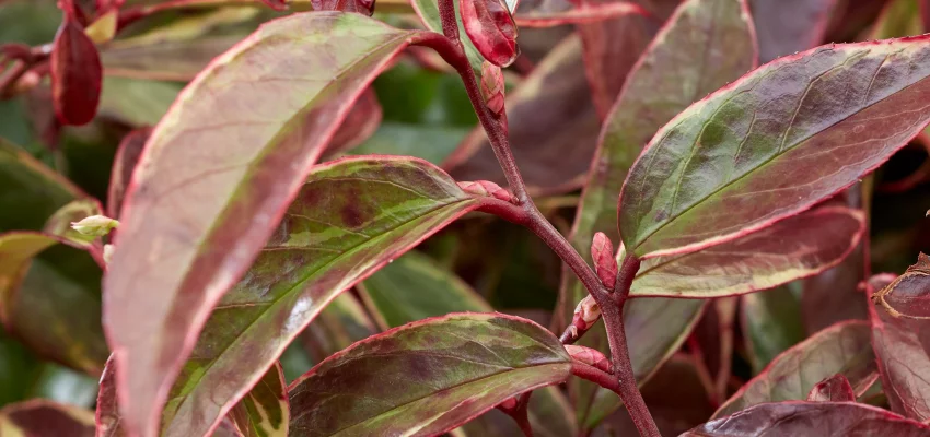 LEUCOTHOE walteri 'Whitewater'® - Arbuste nain au feuillage persistant