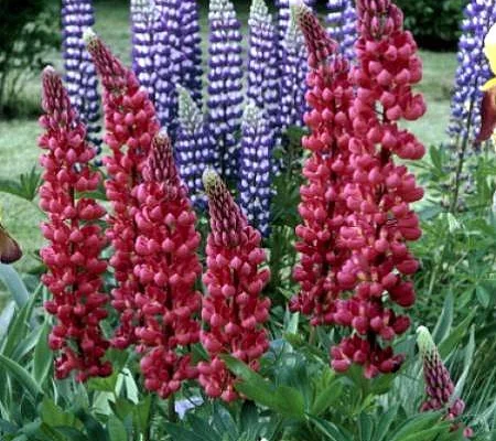 LUPINUS 'Mon Château' - Lupin