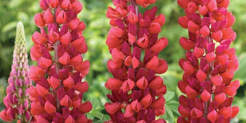 LUPINUS 'Mon Château' - Lupin