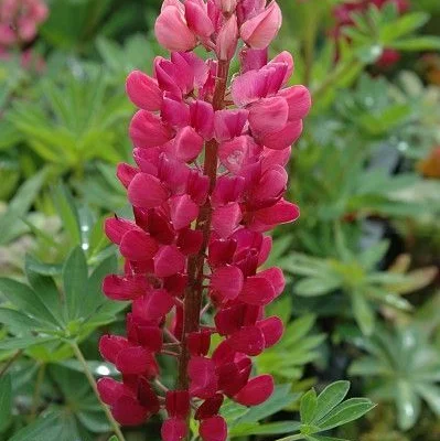 LUPINUS 'Mon Château' - Lupin