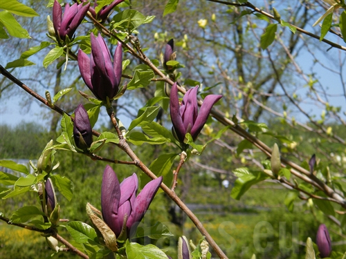 MAGNOLIA 'Black Beauty' - Magnolia violet foncé