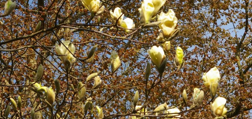 MAGNOLIA 'Yellow Lantern' - Magnolia à fleurs jaune