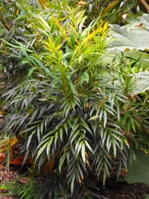 MAHONIA 'Sweet Winter'® - Mahonia nain à feuilles de Houx