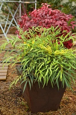 MAHONIA 'Sweet Winter'® - Mahonia nain à feuilles de Houx