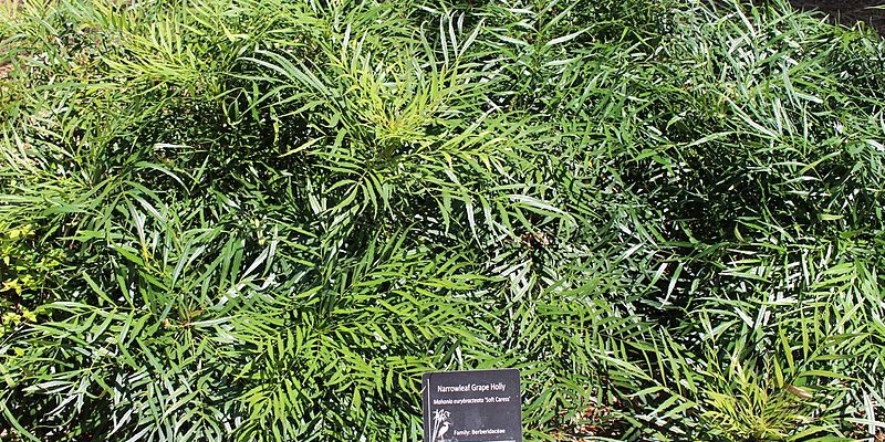 MAHONIA eurybracteata - Mahonia nain à feuilles de Houx