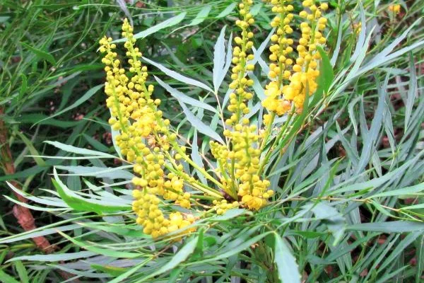 MAHONIA eurybracteata - Mahonia nain à feuilles de Houx