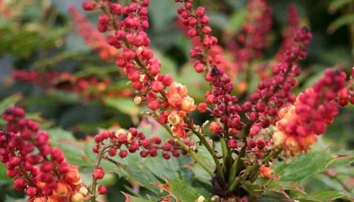 MAHONIA nitens 'Cabaret'® - Mahonia, arbuste à feuillage persistant