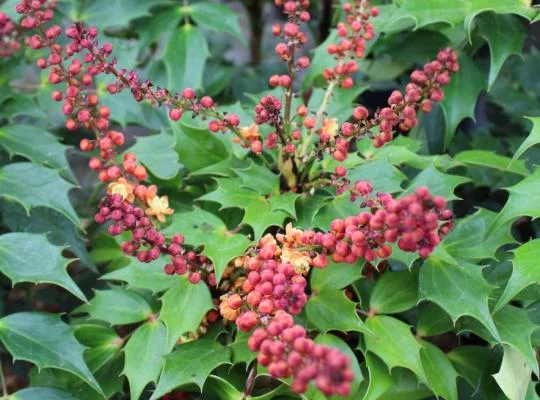 MAHONIA nitens 'Cabaret'® - Mahonia, arbuste à feuillage persistant