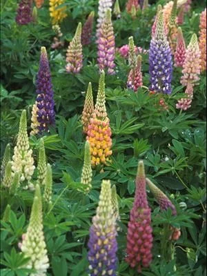 LUPINUS 'Russell Hybrids' - Lupin