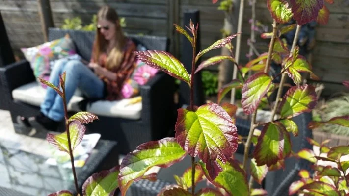 PARROTIA persica 'Persian Spire'® - Arbre de fer