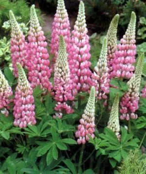 LUPINUS 'La Châtelaine'