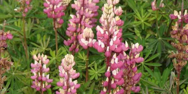 LUPINUS 'La Châtelaine'