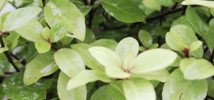 PITTOSPORUM tenuifolium 'Pompom' - Pittospore à petites feuilles dorée